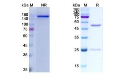 Invitrogen Toripalimab Humanized Recombinant Human Monoclonal Antibody