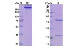 Invitrogen Mezagitamab Humanized Recombinant Human Monoclonal Antibody