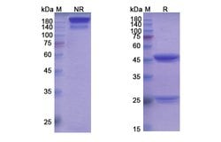Invitrogen Cobolimab Humanized Recombinant Human Monoclonal Antibody 100