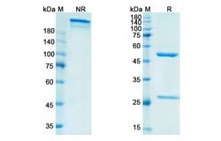 Invitrogen Vofatamab Humanized Recombinant Human Monoclonal Antibody 100 &mu;g | Buy Online | Invitrogen&trade; | Fisher Scientific