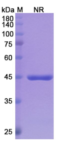 Invitrogen Glenzocimab Humanized Recombinant Human Monoclonal Antibody