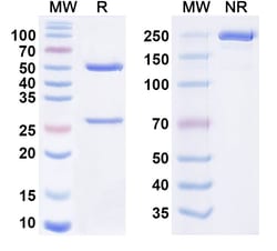 Invitrogen Tamrintamab Chimeric Recombinant Human Monoclonal Antibody 100