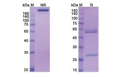 Invitrogen Volagidemab Recombinant Human Monoclonal Antibody 100 &mu;g;