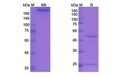 Invitrogen Garadacimab Humanized Recombinant Human Monoclonal Antibody
