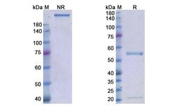 Invitrogen Magrolimab Chimeric Recombinant Human Monoclonal Antibody 100
