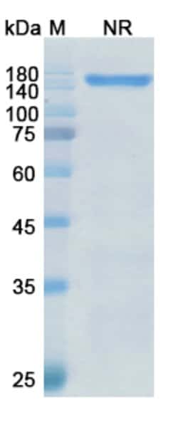 Invitrogen Vibecotamab Chimeric Recombinant Human Monoclonal Antibody 100