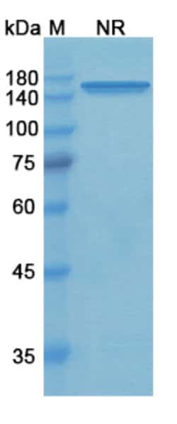 Invitrogen Tidutamab Chimeric Recombinant Human Monoclonal Antibody 100