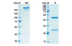 Invitrogen Semorinemab Chimeric Recombinant Human Monoclonal Antibody 100