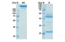Invitrogen Bedinvetmab Recombinant Canine Monoclonal Antibody 100 &mu;g;