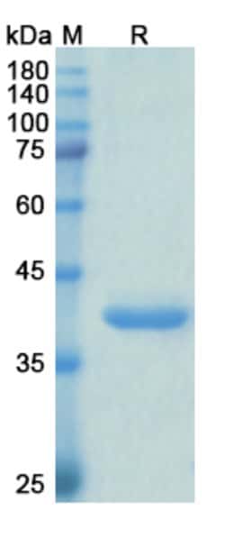 Invitrogen Envafolimab Humanized Recombinant Human Monoclonal Antibody