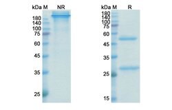 Invitrogen Befovacimab Humanized Recombinant Human Monoclonal Antibody
