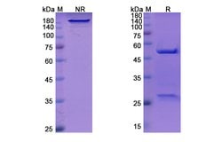 Invitrogen Dovanvetmab Recombinant Feline Monoclonal Antibody 100 &mu;g;
