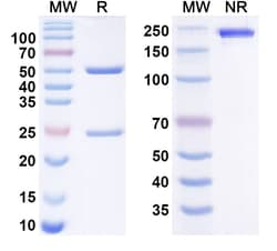 Invitrogen Encelimab Humanized Recombinant Human Monoclonal Antibody 100