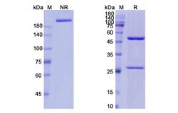 Invitrogen Ivuxolimab Recombinant Human Monoclonal Antibody 100 &mu;g;