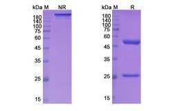 Invitrogen Mirzotamab Chimeric Recombinant Human Monoclonal Antibody 100