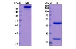 Invitrogen Odronextamab Recombinant Human Monoclonal Antibody 100 &mu;g;