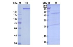 Invitrogen Pacmilimab Recombinant Human Monoclonal Antibody 100 &mu;g;