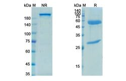 Invitrogen Petosemtamab Recombinant Human Monoclonal Antibody 100 &mu;g;