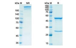 Invitrogen Retifanlimab Chimeric Recombinant Human Monoclonal Antibody