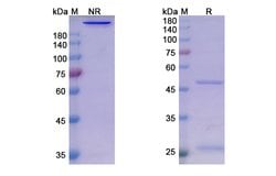 Invitrogen Sasanlimab Humanized Recombinant Human Monoclonal Antibody 100