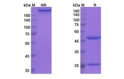 Invitrogen Tafolecimab Recombinant Human Monoclonal Antibody 100 &mu;g;