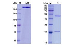 Invitrogen Vibostolimab Humanized Recombinant Human Monoclonal Antibody