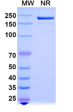 Invitrogen HuMax-IL8 Humanized Recombinant Human Monoclonal Antibody 100 &mu;g | Buy Online | Invitrogen&trade; | Fisher Scientific