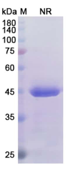 Invitrogen Certolizumab Recombinant Human Monoclonal Antibody 100 &mu;g;