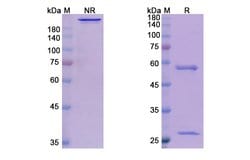 Invitrogen Talizumab Chimeric Recombinant Human Monoclonal Antibody 100