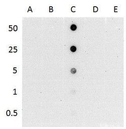 Invitrogen 5-Hydroxymethylcytosine (5-hmC) Monoclonal Antibody (GT513)