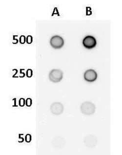 Invitrogen 5-Hydroxymethylcytosine (5-hmC) Monoclonal Antibody (GT513)