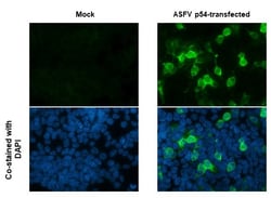 Invitrogen African Swine Fever Virus Structural Protein p54 Monoclonal
