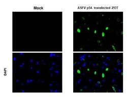 Invitrogen African Swine Fever Virus Structural Protein p54 Monoclonal