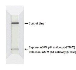 Invitrogen African Swine Fever Virus Structural Protein p54 Monoclonal
