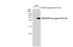 Invitrogen African Swine Fever Virus Structural Protein p54 Monoclonal
