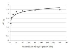 Invitrogen African Swine Fever Virus Structural Protein p54 Monoclonal