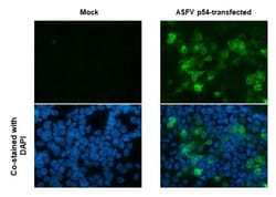 Invitrogen African Swine Fever Virus Structural Protein p54 Monoclonal