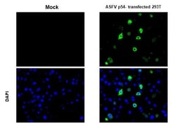 Invitrogen African Swine Fever Virus Structural Protein p54 Monoclonal