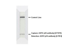 Invitrogen African Swine Fever Virus Structural Protein p54 Monoclonal
