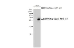 Invitrogen African Swine Fever Virus Structural Protein p54 Monoclonal