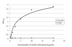 Invitrogen CA19-9 Monoclonal Antibody (GT933) 100 &mu;L; Unconjugated:Antibodies,