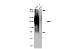 Invitrogen CA19-9 Monoclonal Antibody (GT933) 100 &mu;L; Unconjugated:Antibodies,