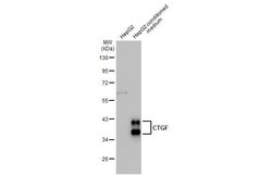 Invitrogen CTGF Monoclonal Antibody (GT28711) 100 &mu;L; Unconjugated:Antibodies,