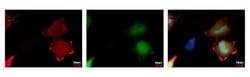 Invitrogen&trade;&nbsp;HSV Tag Monoclonal Antibody (GT212)