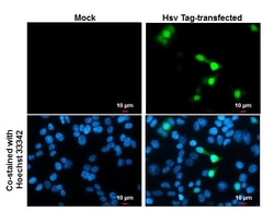 Invitrogen HSV Tag Monoclonal Antibody (GT223) 100 &mu;L | Buy Online | Invitrogen&trade; | Fisher Scientific