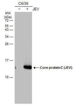 Invitrogen Japanese Encephalitis Virus Core Protein C Monoclonal Antibody (GT12112) 100 &mu;L | Buy Online | Invitrogen&trade; | Fisher Scientific