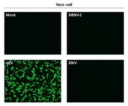 Invitrogen Japanese Encephalitis Virus NS1 Monoclonal Antibody (GT1448)