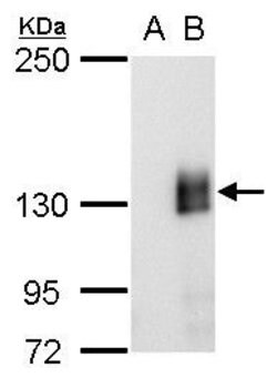 Invitrogen mCherry Monoclonal Antibody (GT857) 100 &mu;L; Unconjugated:Antibodies,