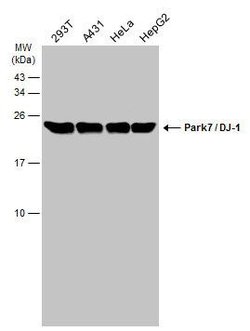 Invitrogen DJ-1 Monoclonal Antibody (GT1412) 100 &mu;L; Unconjugated:Antibodies,