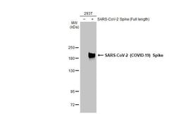 Invitrogen SARS/SARS-CoV-2 Spike Protein S2 Monoclonal Antibody (GT8110)